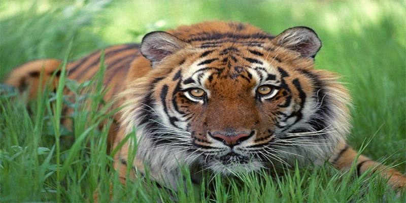 Ngủ mơ nhìn thấy hổ nên đánh con gì dễ trúng?