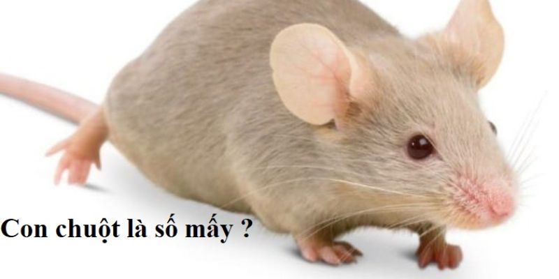 Biểu tượng con chuột có ý nghĩa gì?