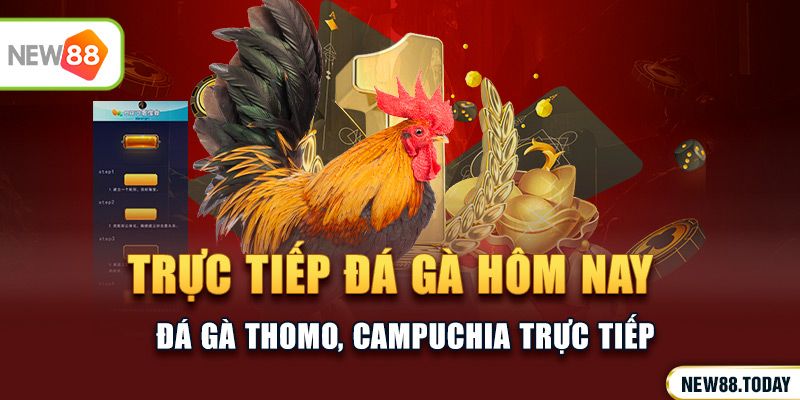 Trực tiếp đá gà hôm nay - Đá gà Thomo, Campuchia trực tiếp